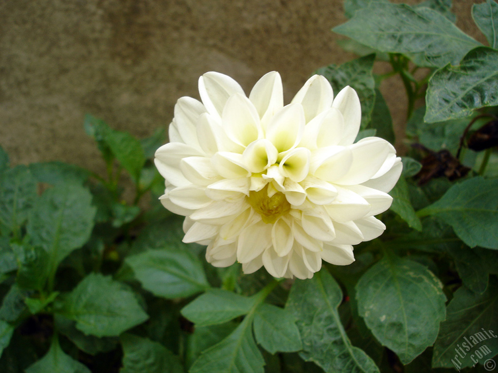 Papatyagiller �i�ek ailesine mensup Y�ld�z (Dahlia) �i�e�i resmi.
