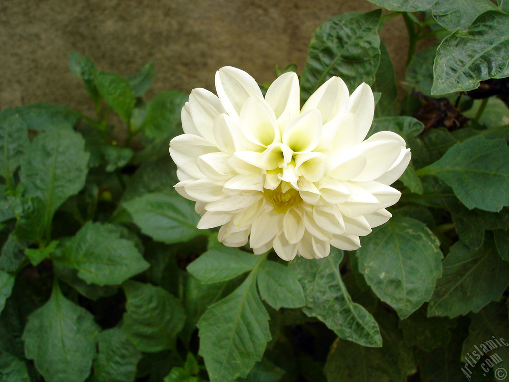 Papatyagiller �i�ek ailesine mensup Y�ld�z (Dahlia) �i�e�i resmi.
