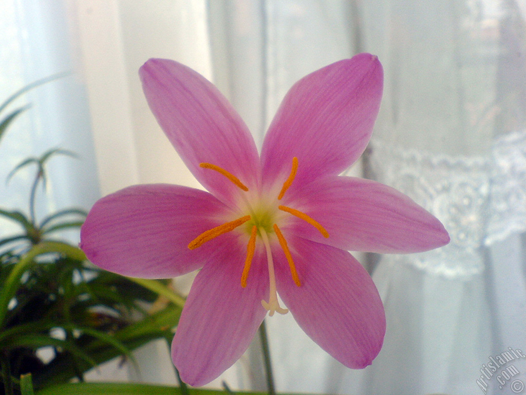 Pembe renkte zambak t�r�nde bir �i�ek resmi.
