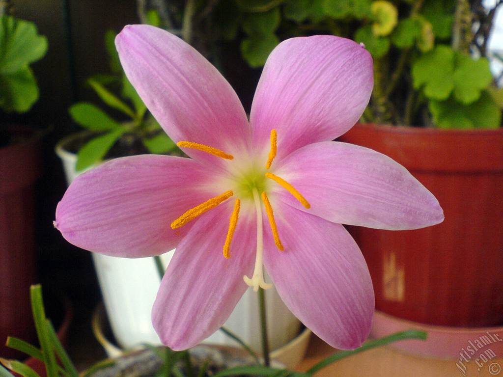 Pembe renkte zambak t�r�nde bir �i�ek resmi.
