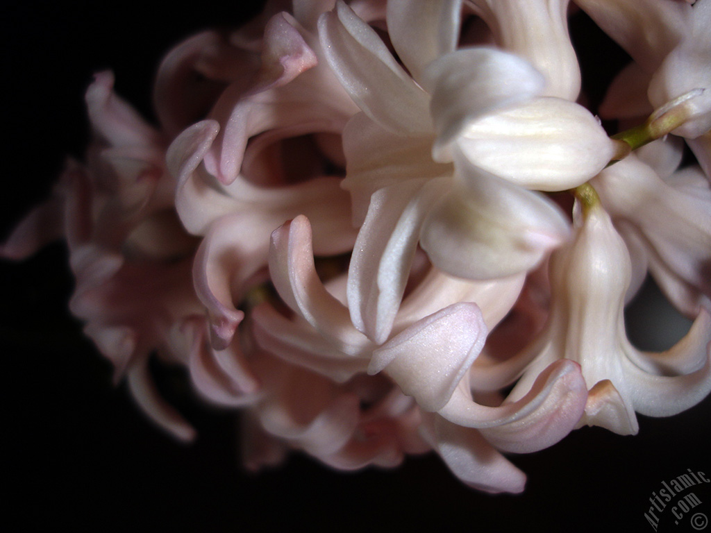 Pembe renkte s�mb�l �i�e�i resmi.
