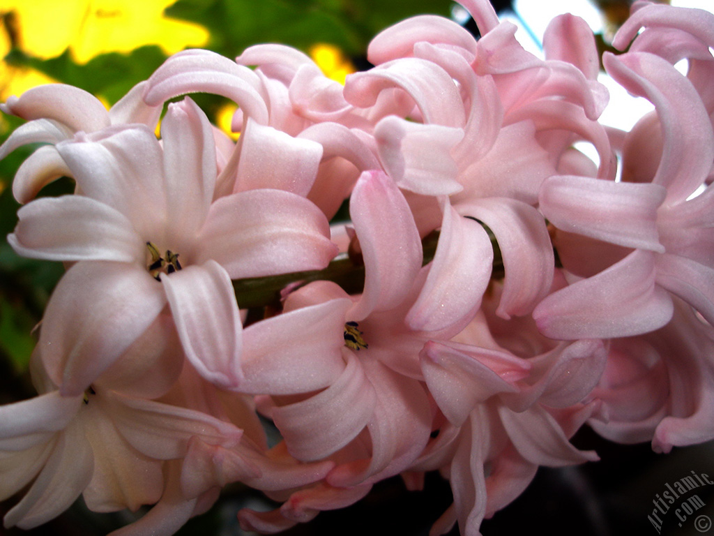 Pembe renkte s�mb�l �i�e�i resmi.
