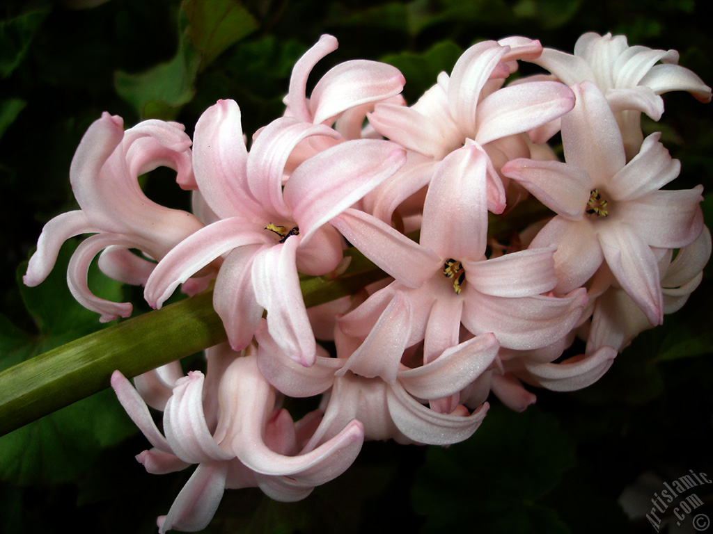 Pembe renkte s�mb�l �i�e�i resmi.
