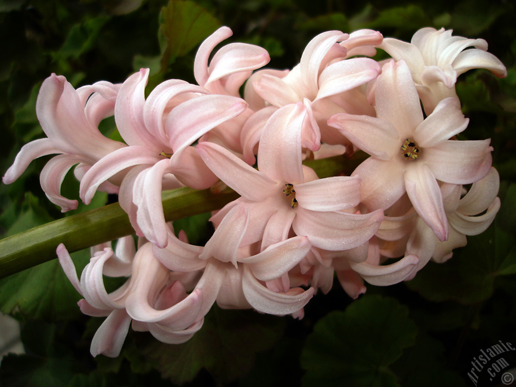 Pembe renkte s�mb�l �i�e�i resmi.
