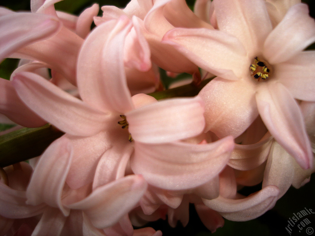 Pembe renkte s�mb�l �i�e�i resmi.

