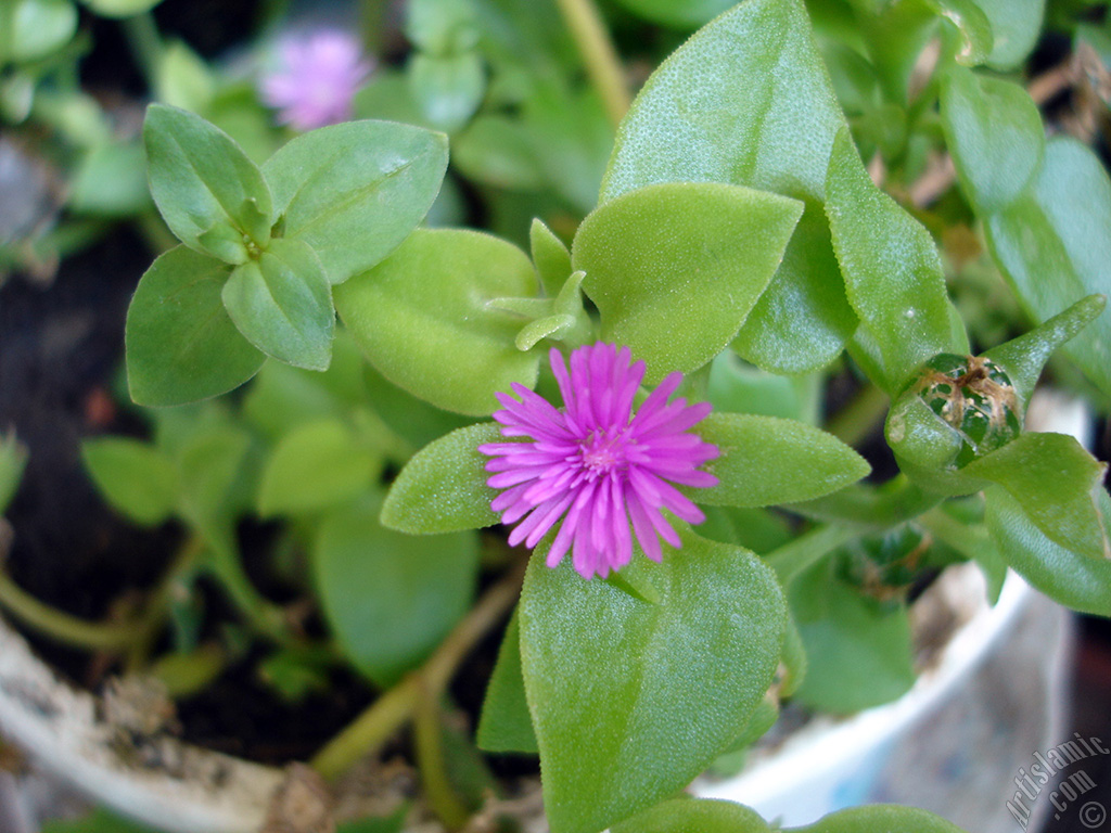 Pembe �i�e�e ve kalp �eklinde yapraklara sahip Buz �i�e�i (��le �i�e�i) resmi.
