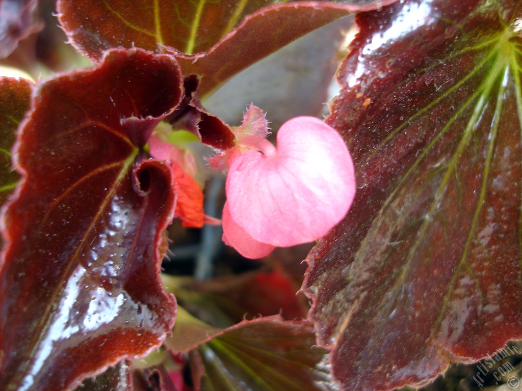 Pembe �i�ekli, kahverengi yaprakl� yal�nkat a�an Begonya �i�e�i resmi.
