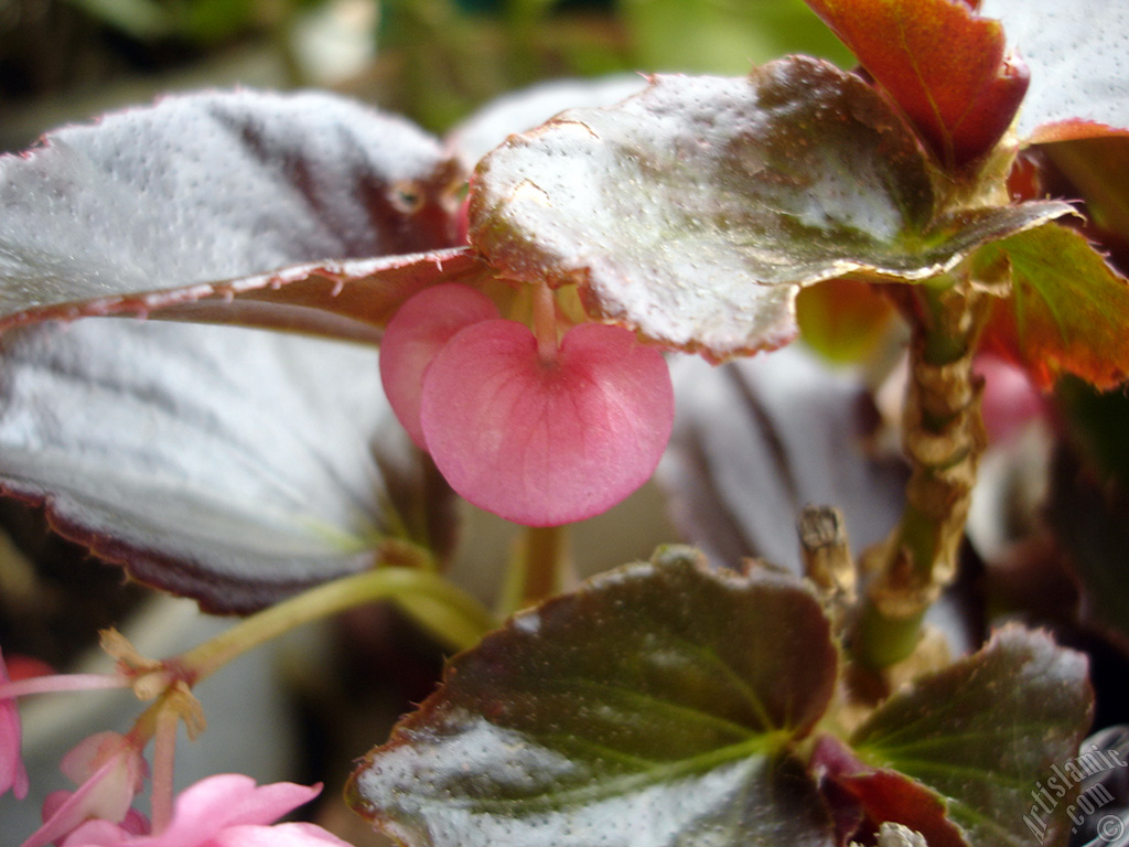 Pembe �i�ekli, kahverengi yaprakl� yal�nkat a�an Begonya �i�e�i resmi.
