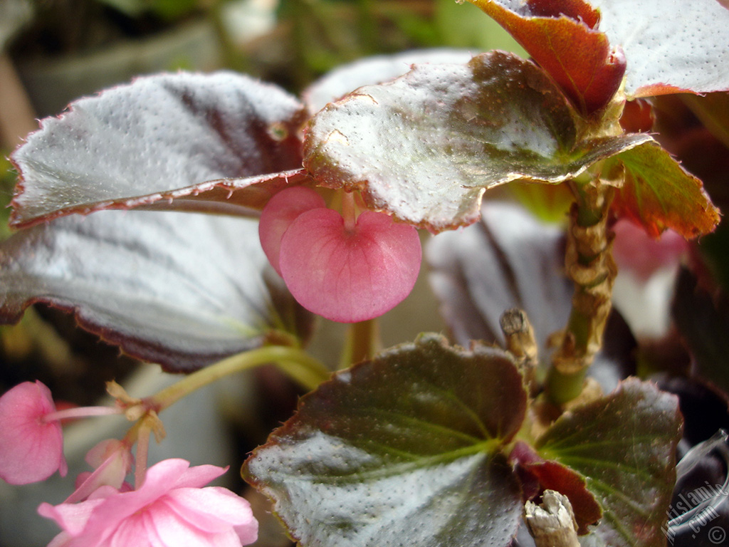 Pembe �i�ekli, kahverengi yaprakl� yal�nkat a�an Begonya �i�e�i resmi.
