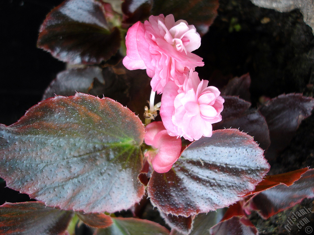 Pembe �i�ekli, kahverengi yaprakl� yal�nkat a�an Begonya �i�e�i resmi.
