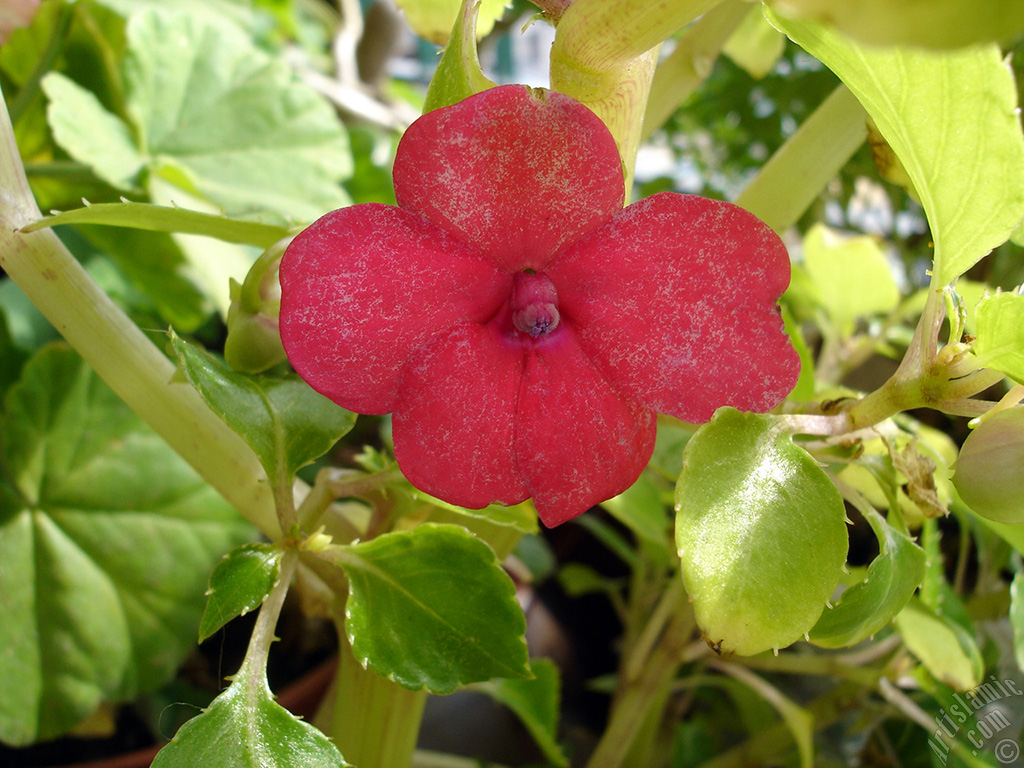 Cam G�zeli �i�e�i resmi.
