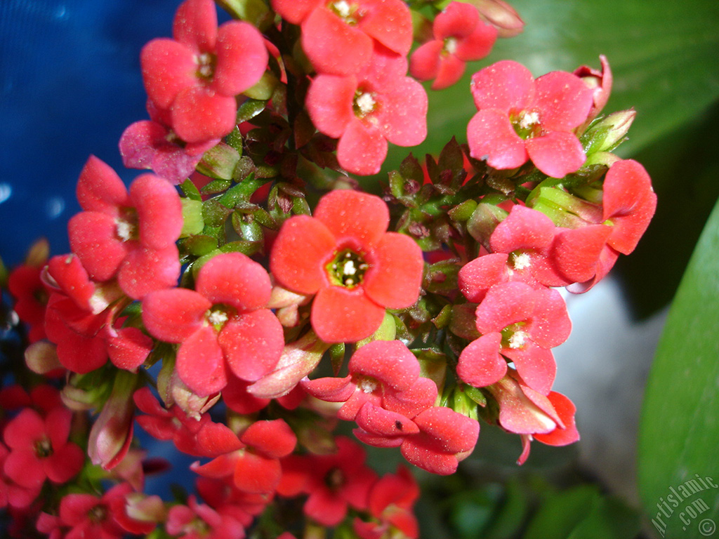 Kalan�o (Kalanchoe) bitkisinin �i�e�inin resmi.
