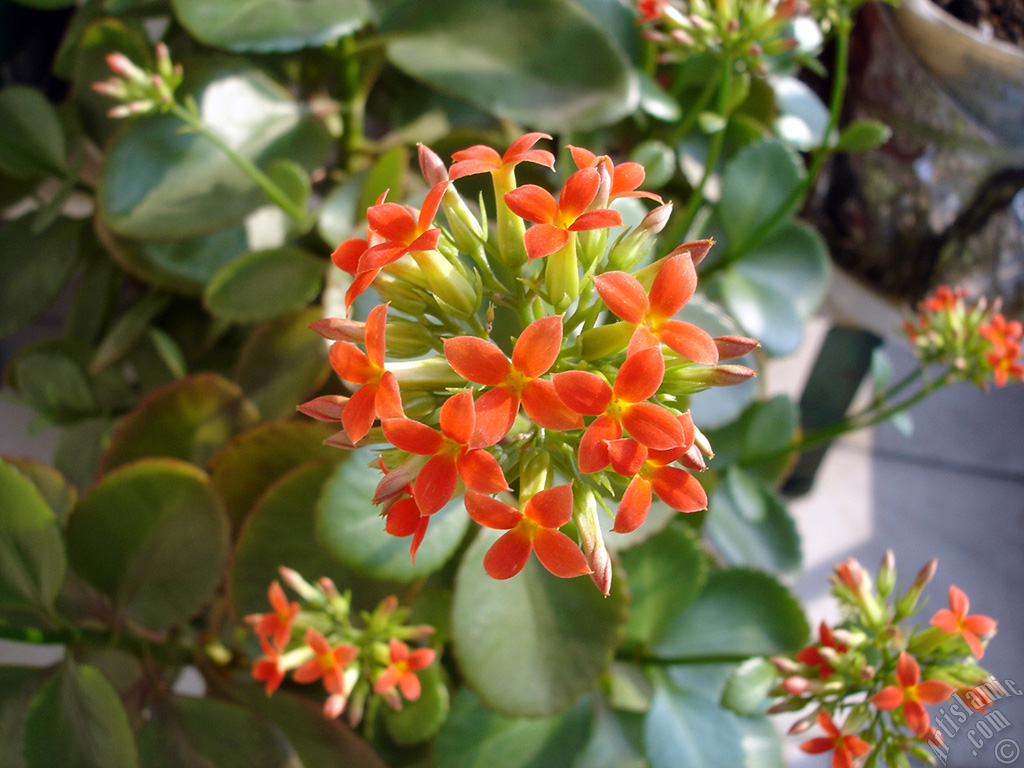 Kalan�o (Kalanchoe) bitkisinin �i�e�inin resmi.
