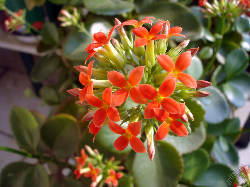 Kalan�o (Kalanchoe) bitkisinin �i�e�inin resmi.

