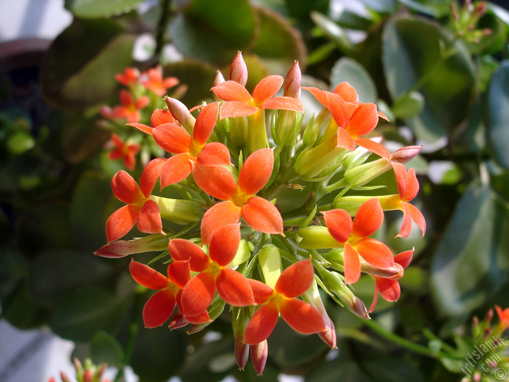 Kalan�o (Kalanchoe) bitkisinin �i�e�inin resmi.

