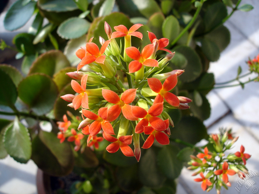 Kalan�o (Kalanchoe) bitkisinin �i�e�inin resmi.
