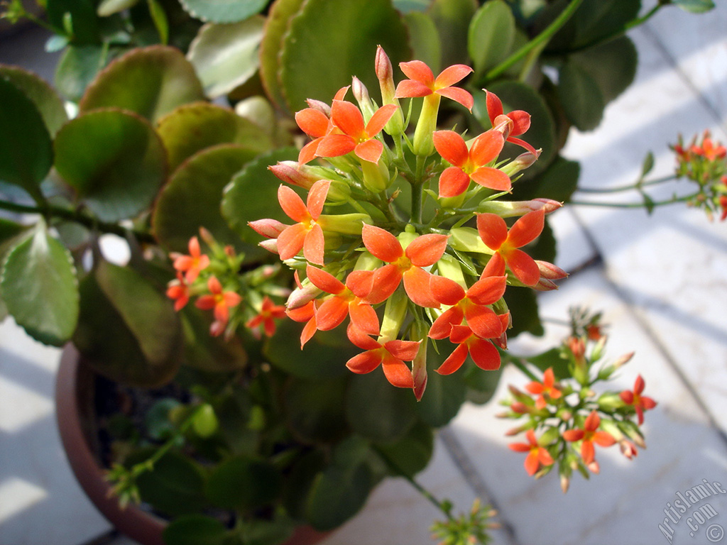 Kalan�o (Kalanchoe) bitkisinin �i�e�inin resmi.
