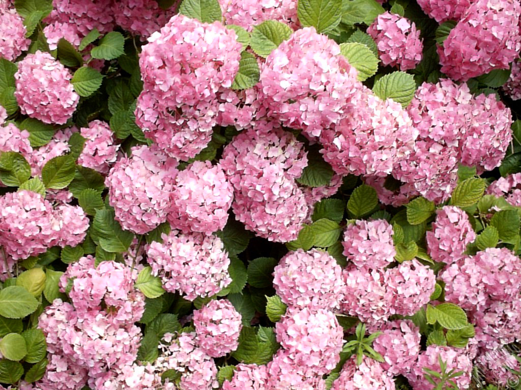 Pembe Ortanca �i�e�i resmi.
