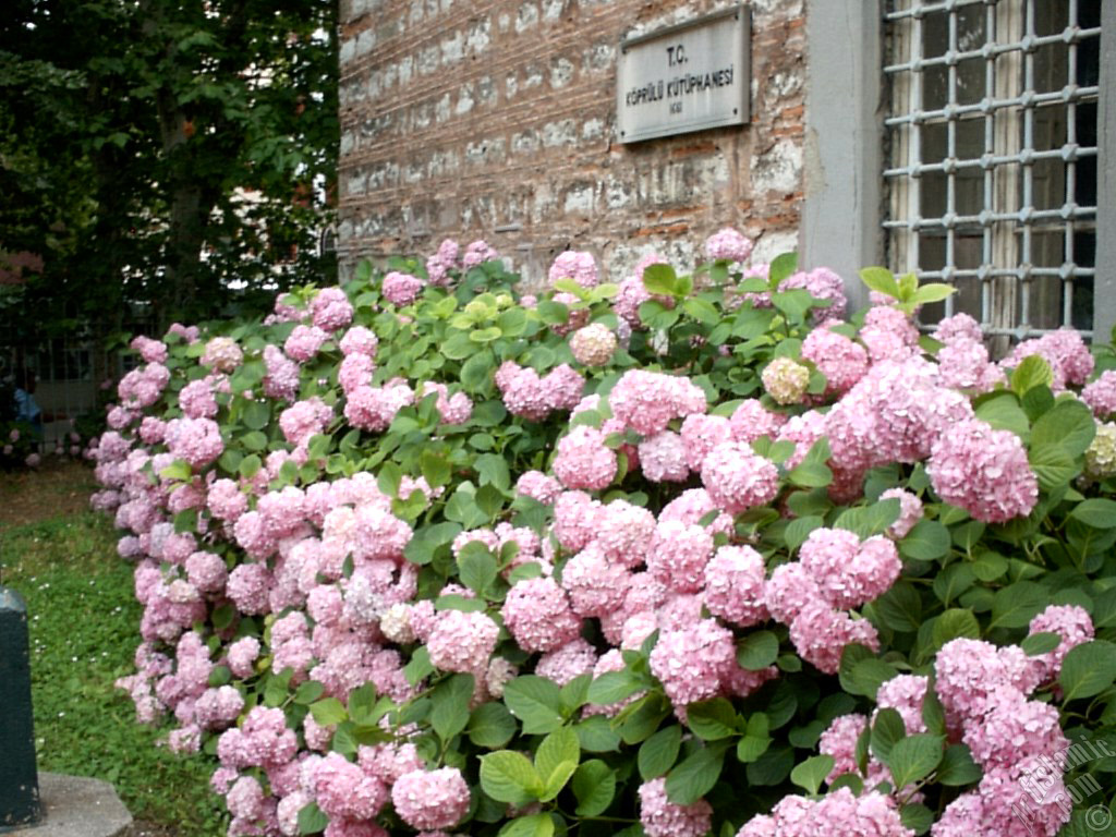 Pembe Ortanca �i�e�i resmi.
