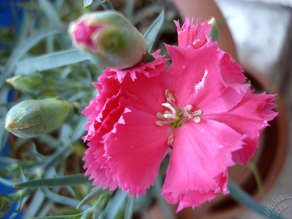 Pembe Karanfil �i�e�i resmi.
