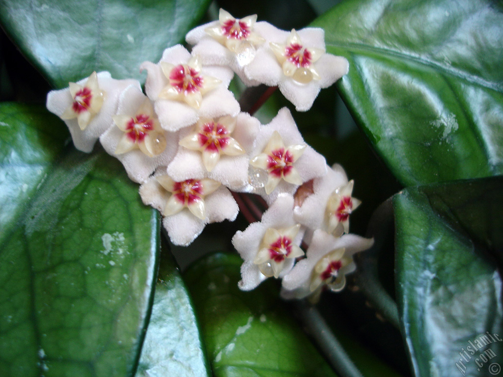 Mum �i�e�i resmi.
