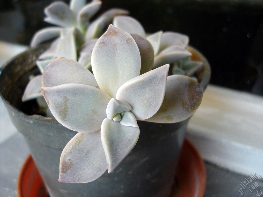 Gri kalp yaprakl� bir bitkinin (Sharpleaf Lenophyllum) resmi.
