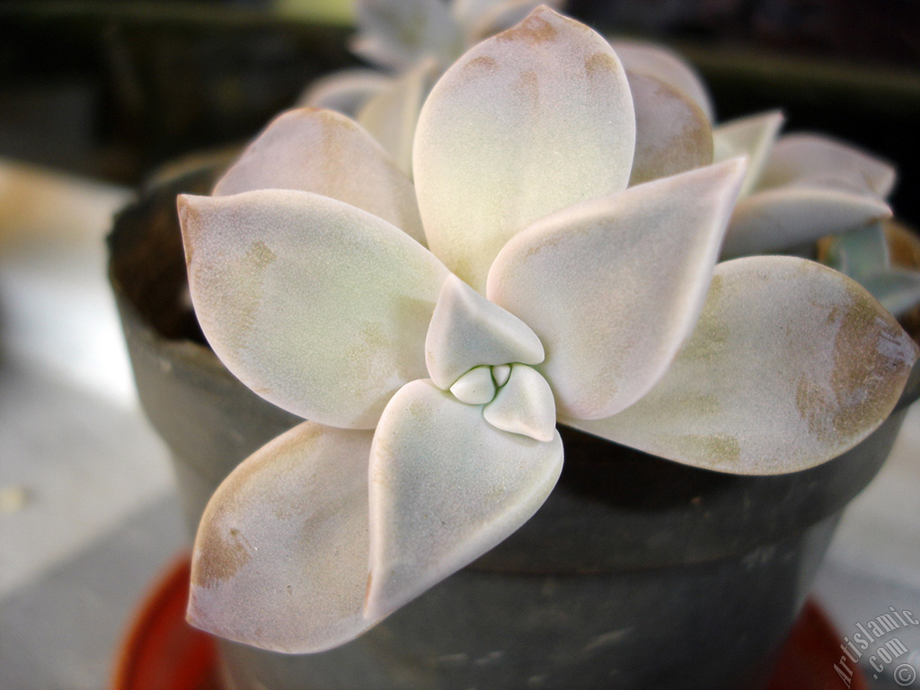 Gri kalp yaprakl� bir bitkinin (Sharpleaf Lenophyllum) resmi.
