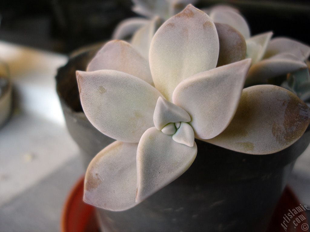 Gri kalp yaprakl� bir bitkinin (Sharpleaf Lenophyllum) resmi.
