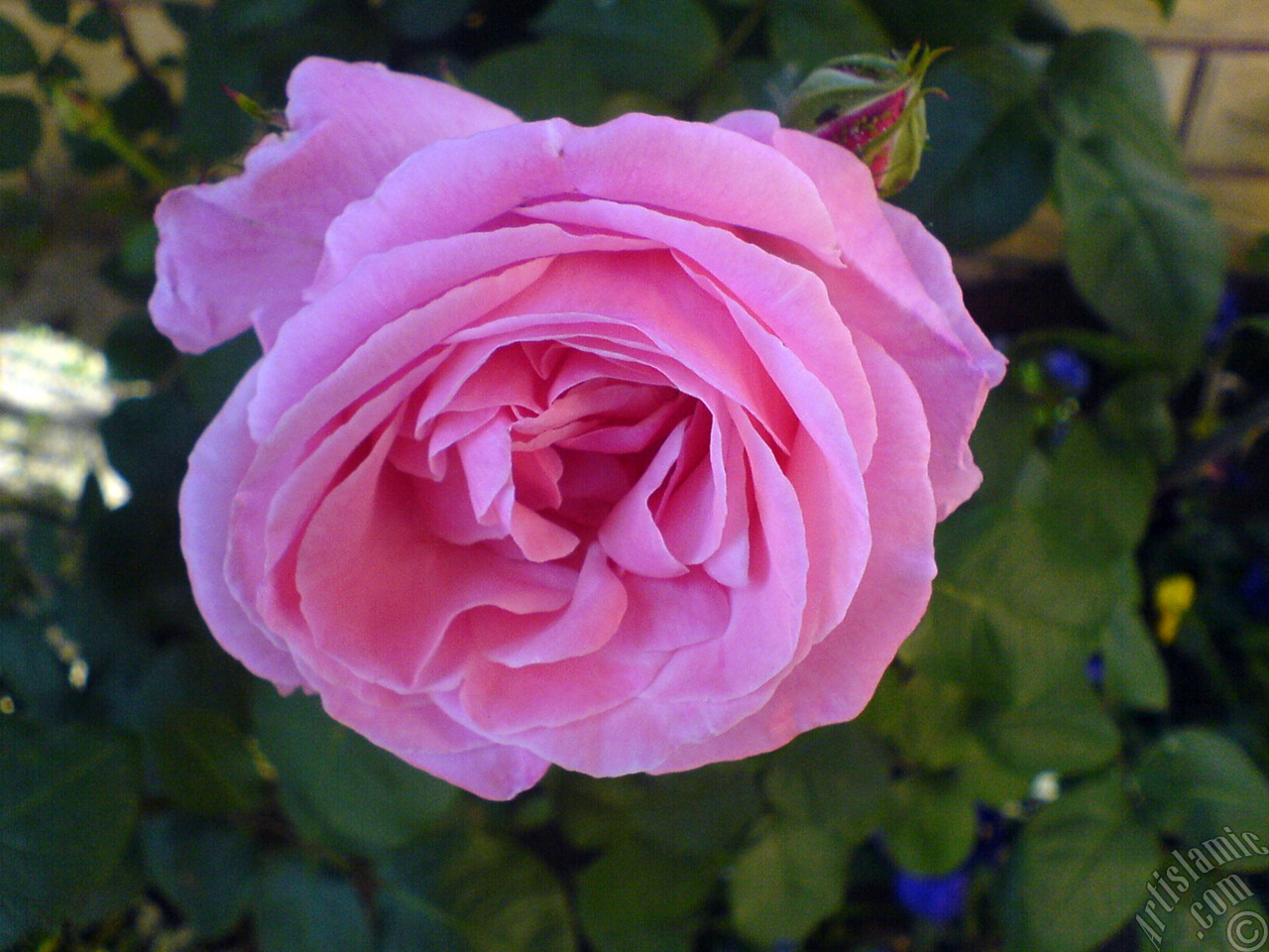 Pembe g�l ve tomurcuk resmi.

