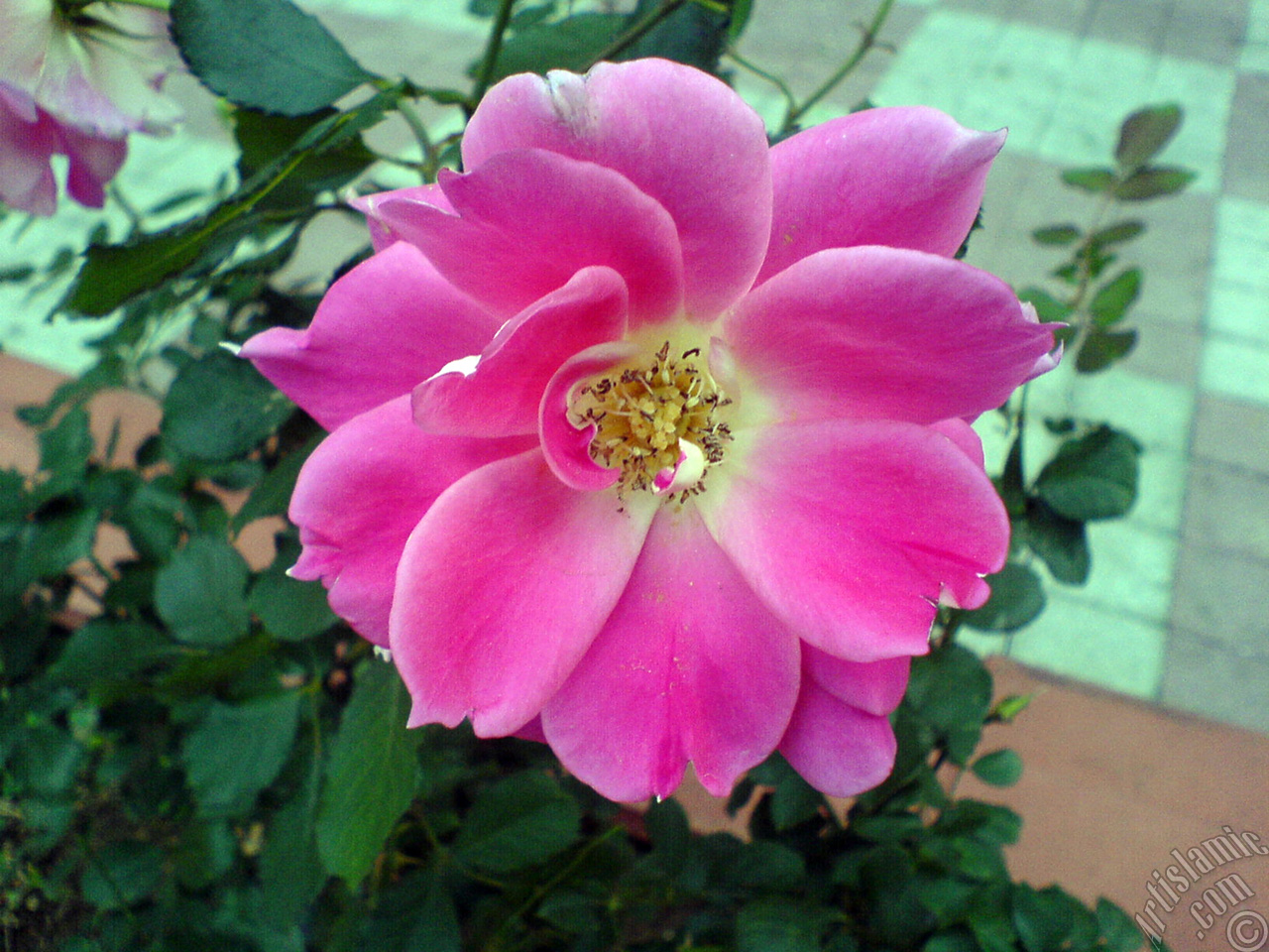 Pembe g�l resmi.
