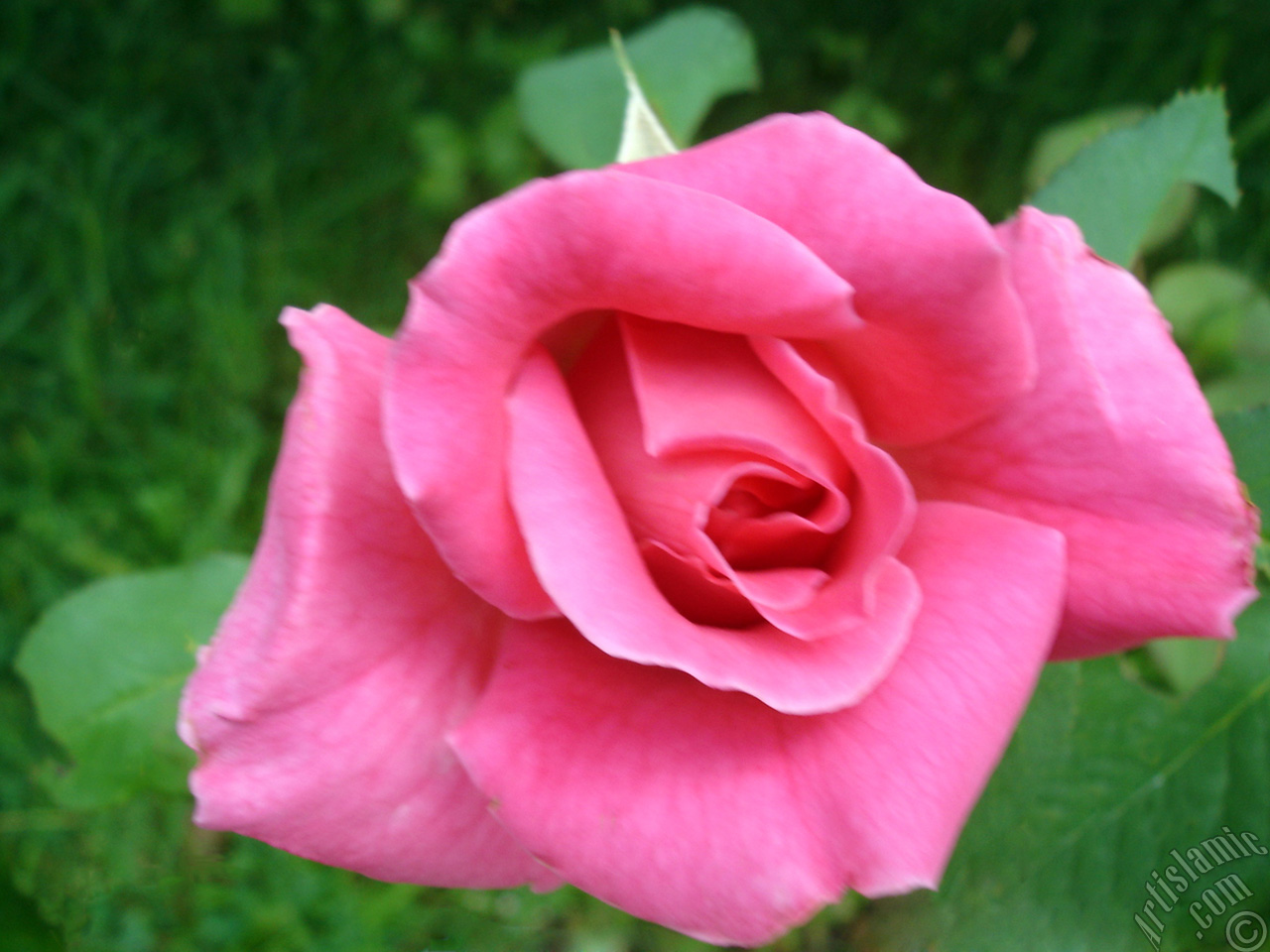 Pembe g�l resmi.
