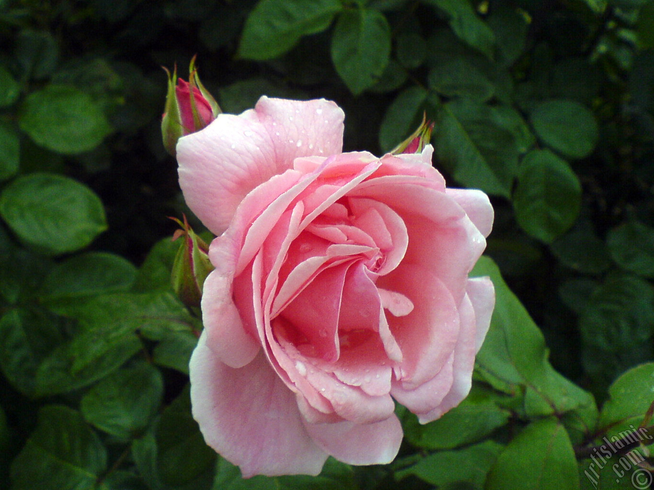 Ya�mur sonras� pembe g�l ve yeni a�an tomurcuklar�n�n resmi.
