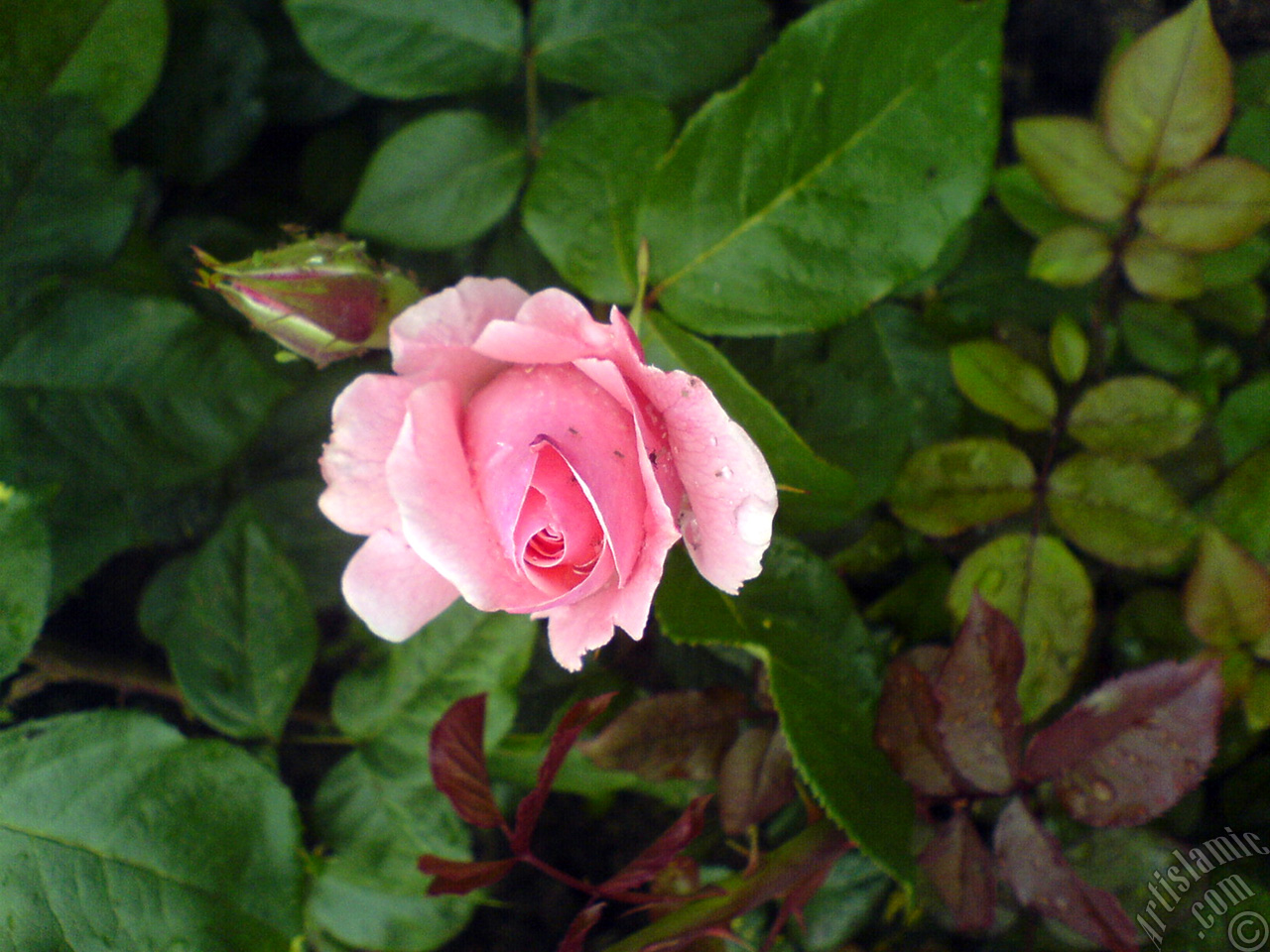 Ya�mur sonras� yeni a�an pembe g�l, tomurcuk ve g�l �zerinde y�r�yen minik b�ceklerin resmi.
