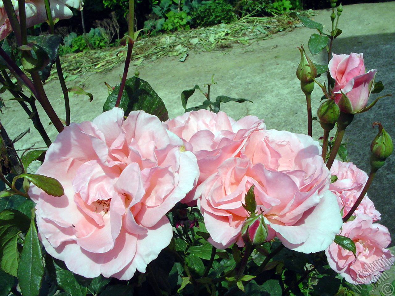 Pembe g�l resmi.
