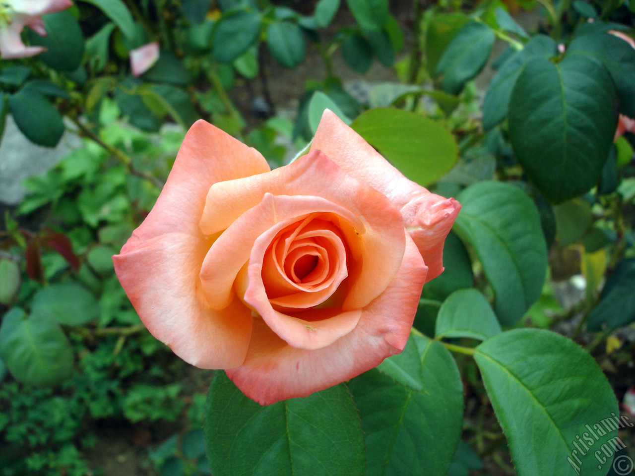 Kiremit -aslana�z�, somon- renkli g�l resmi.
