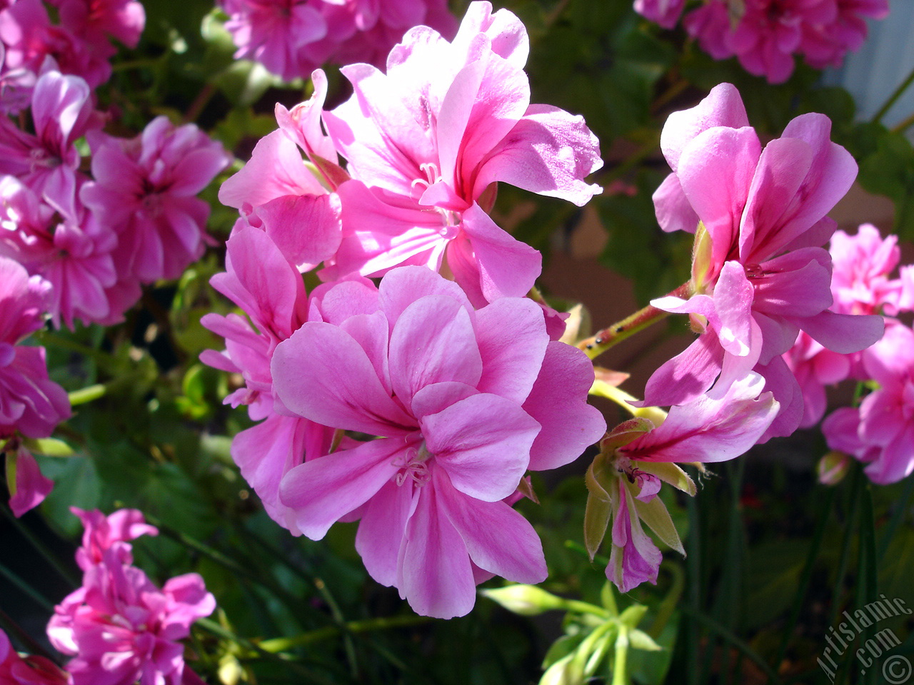 Pembe sardunya �i�e�i resmi.
