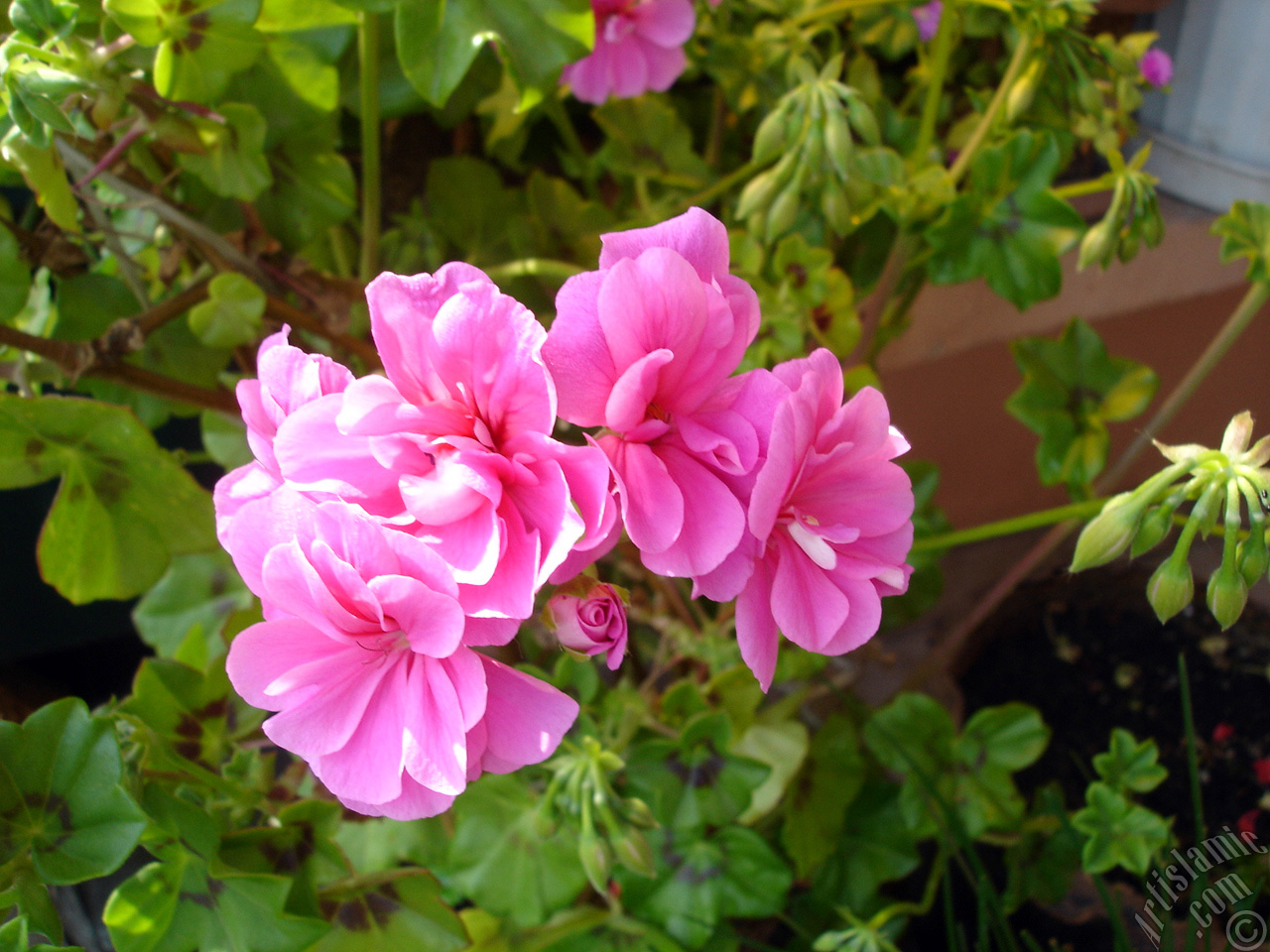 Pembe sardunya �i�e�i resmi.
