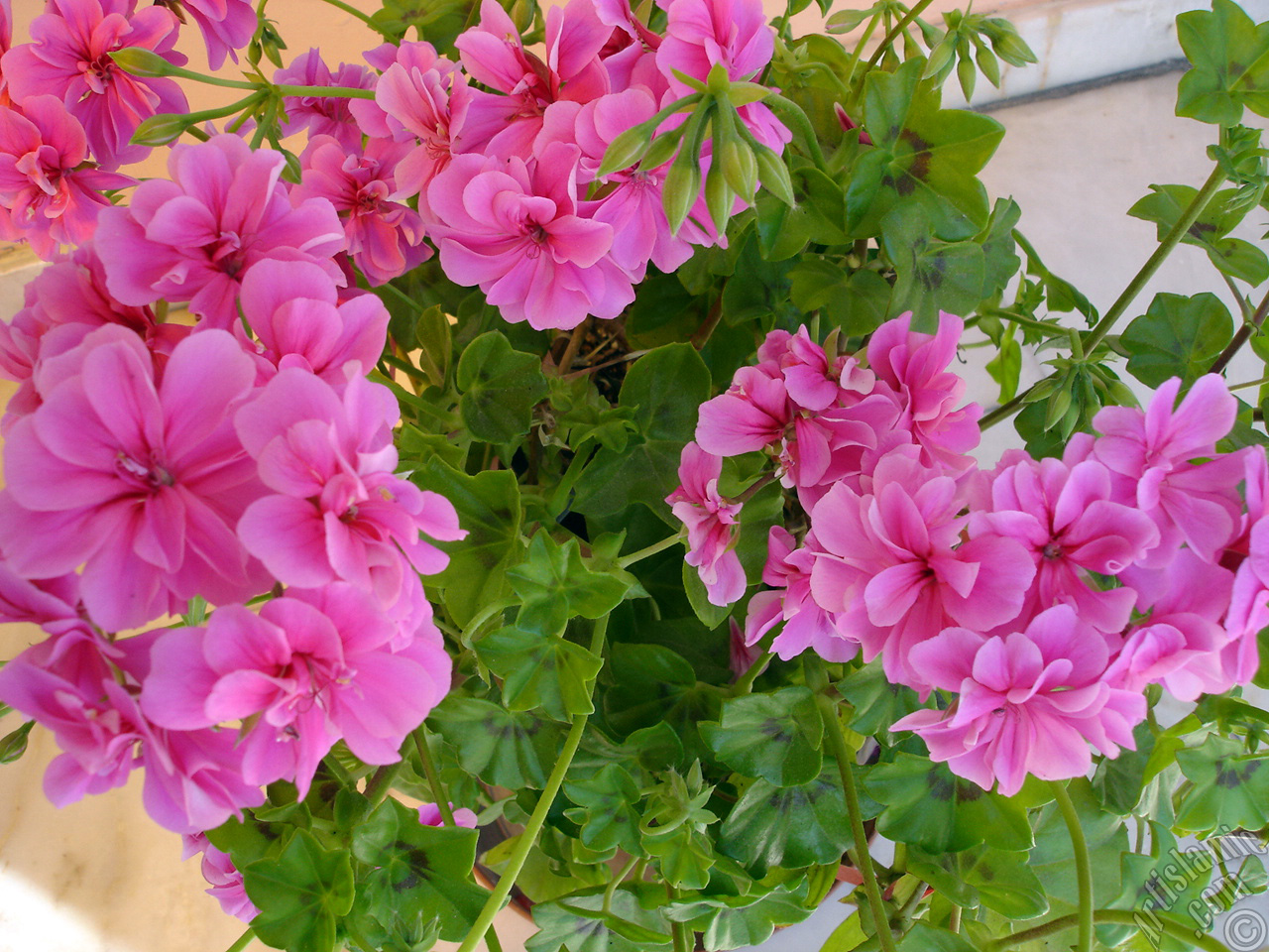 Pembe sardunya �i�e�i resmi.
