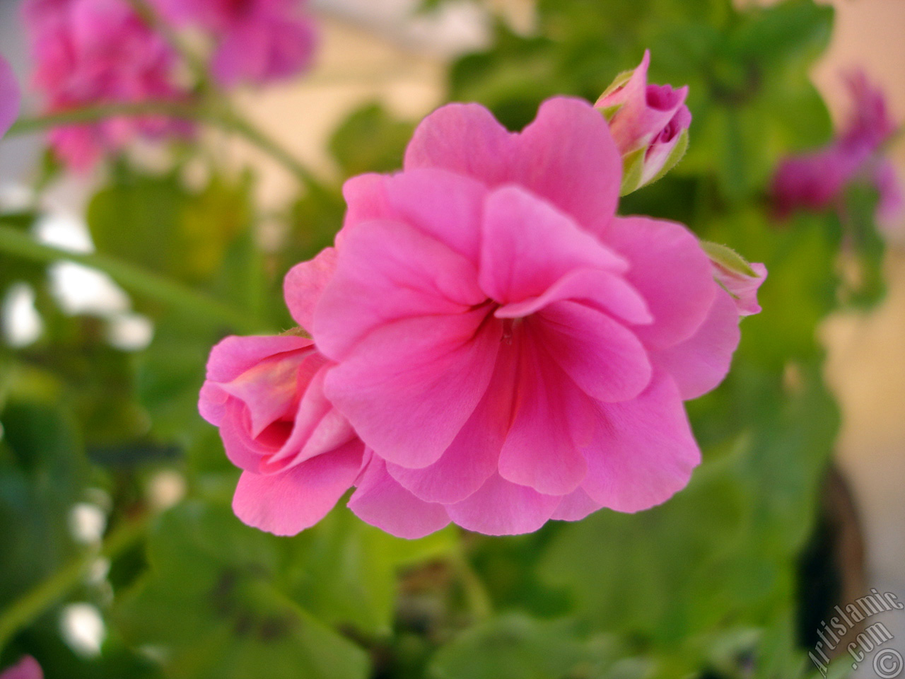 Pembe sardunya �i�e�i resmi.
