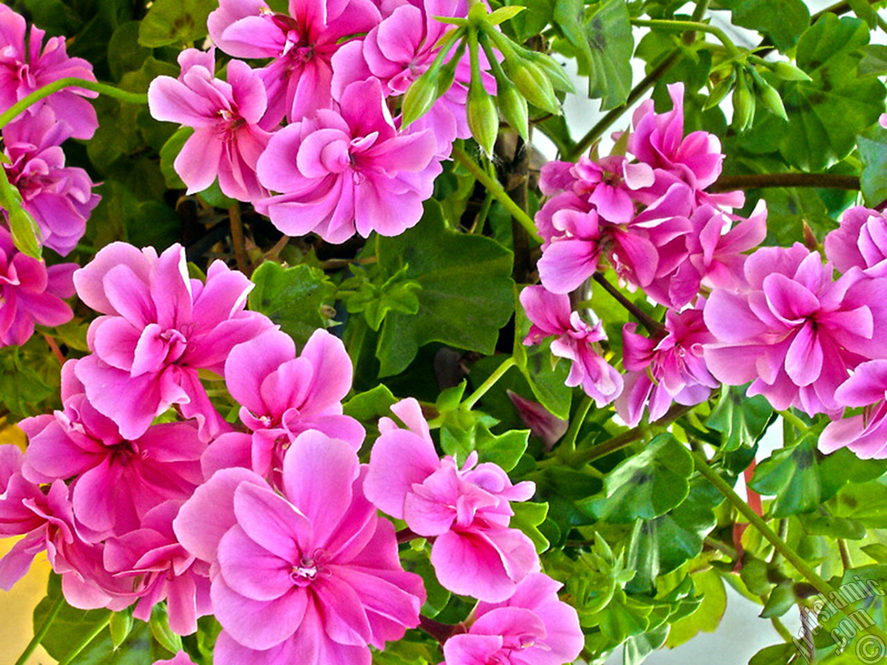 Pembe sardunya �i�e�i resmi.
