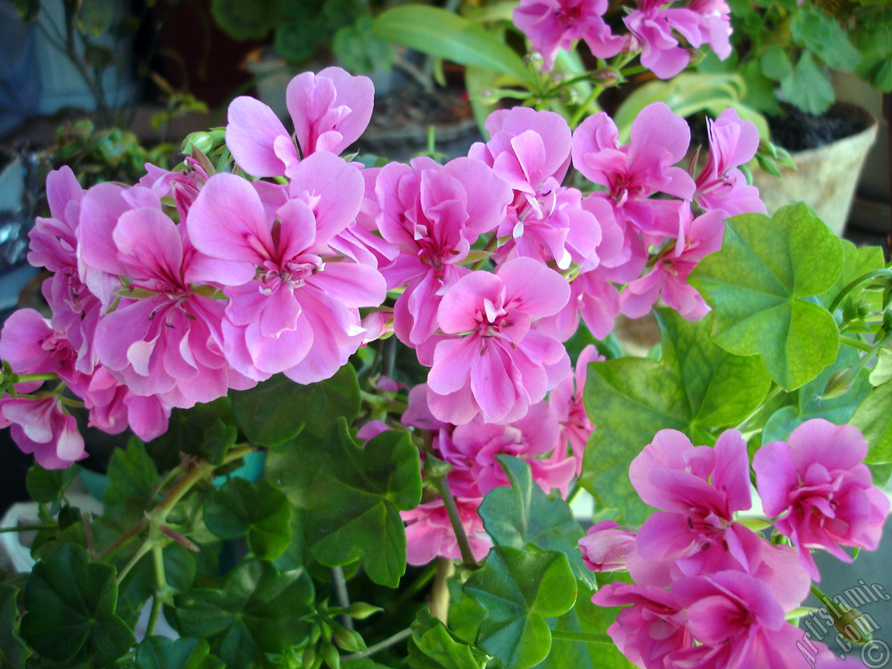 Pembe sardunya �i�e�i resmi.

