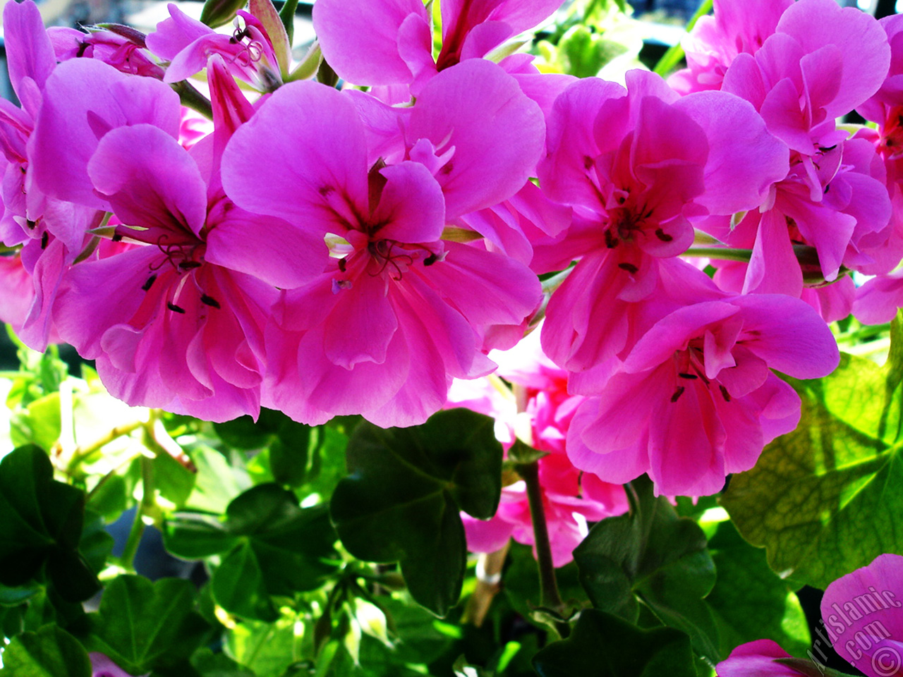Pembe sardunya �i�e�i resmi.
