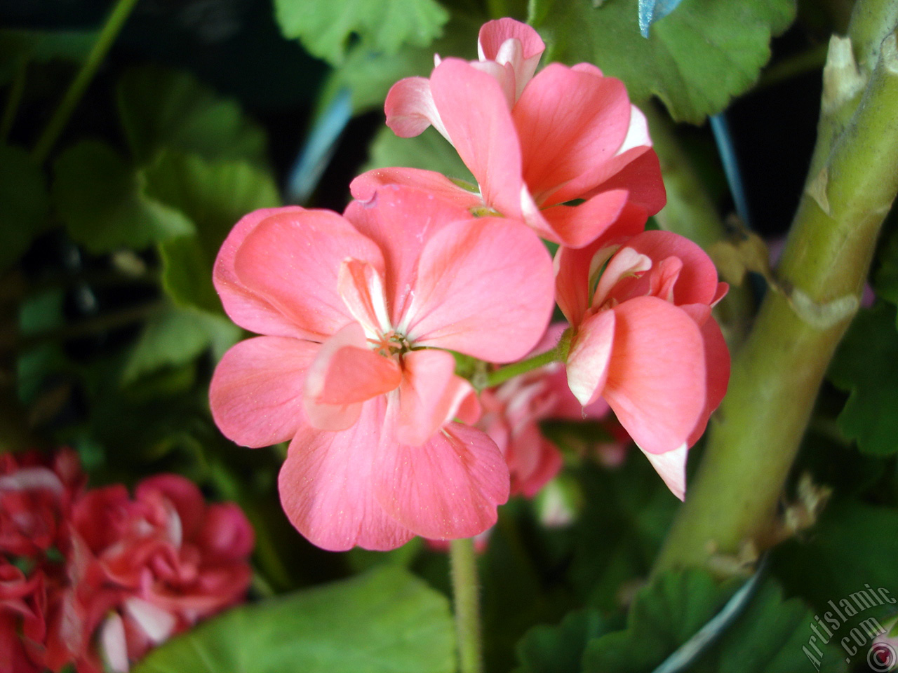 Pembe sardunya �i�e�i resmi.
