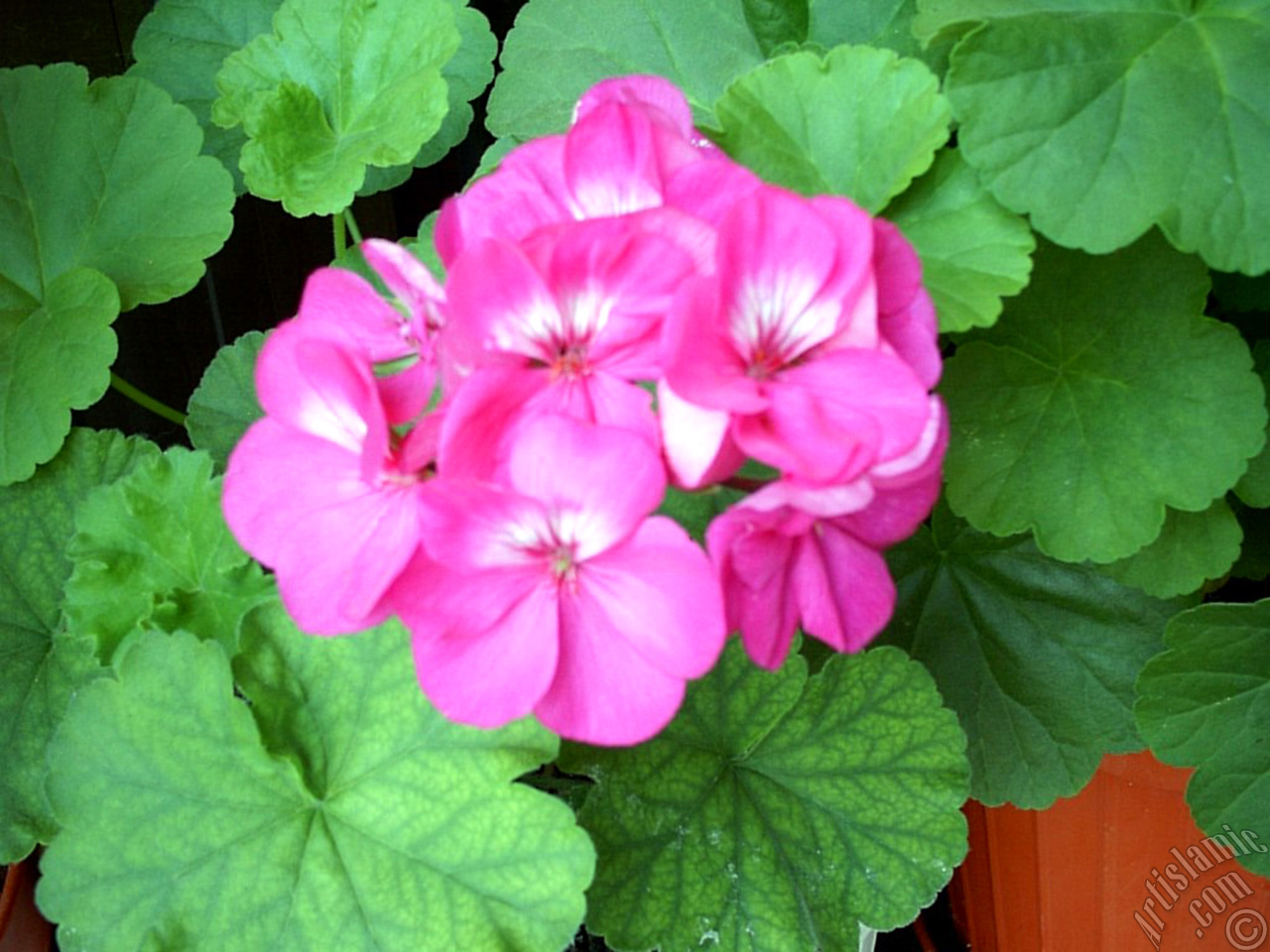 Pembe sardunya �i�e�i resmi.
