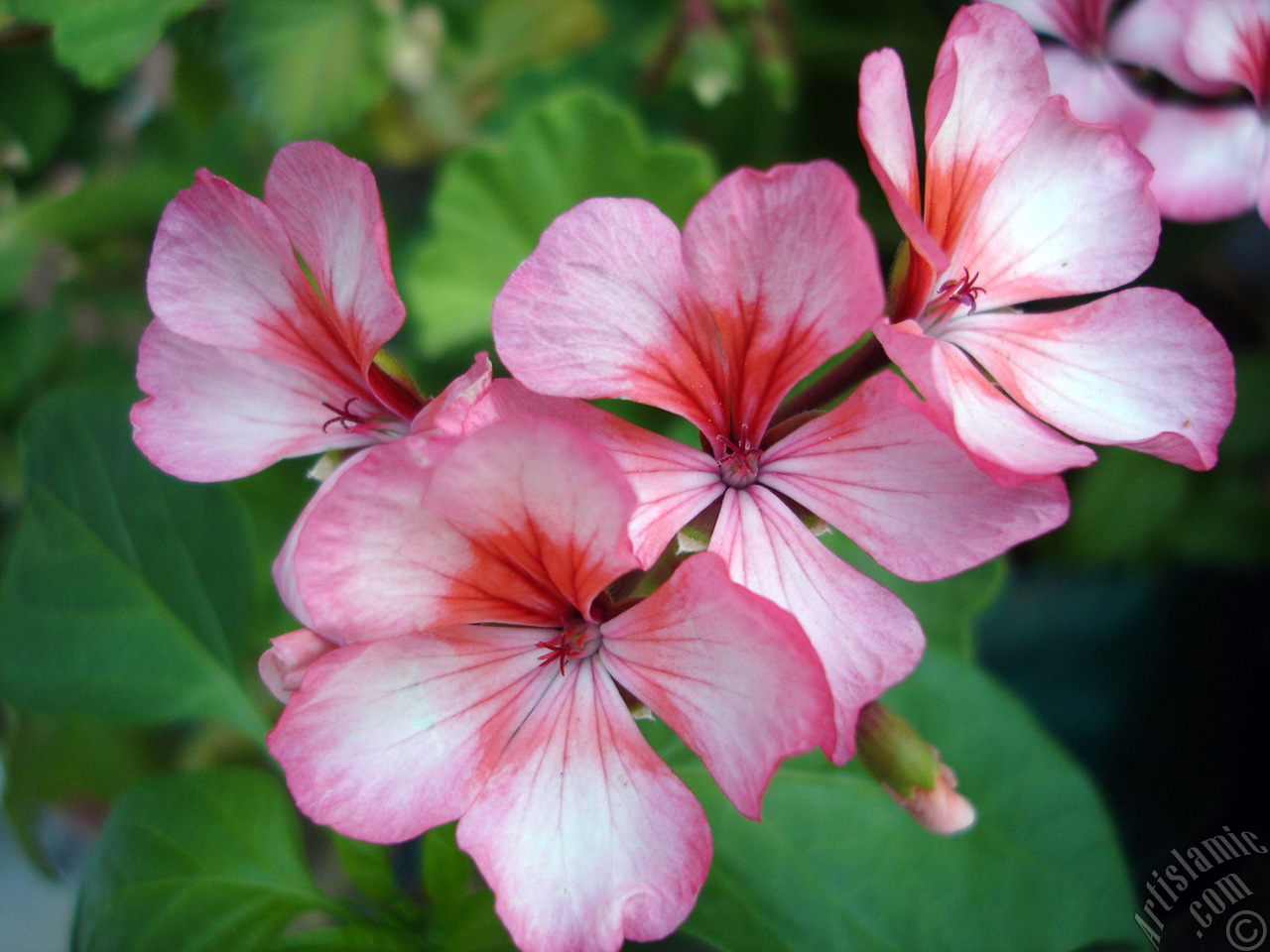 Pembe-k�m��z� sardunya �i�e�i resmi.
