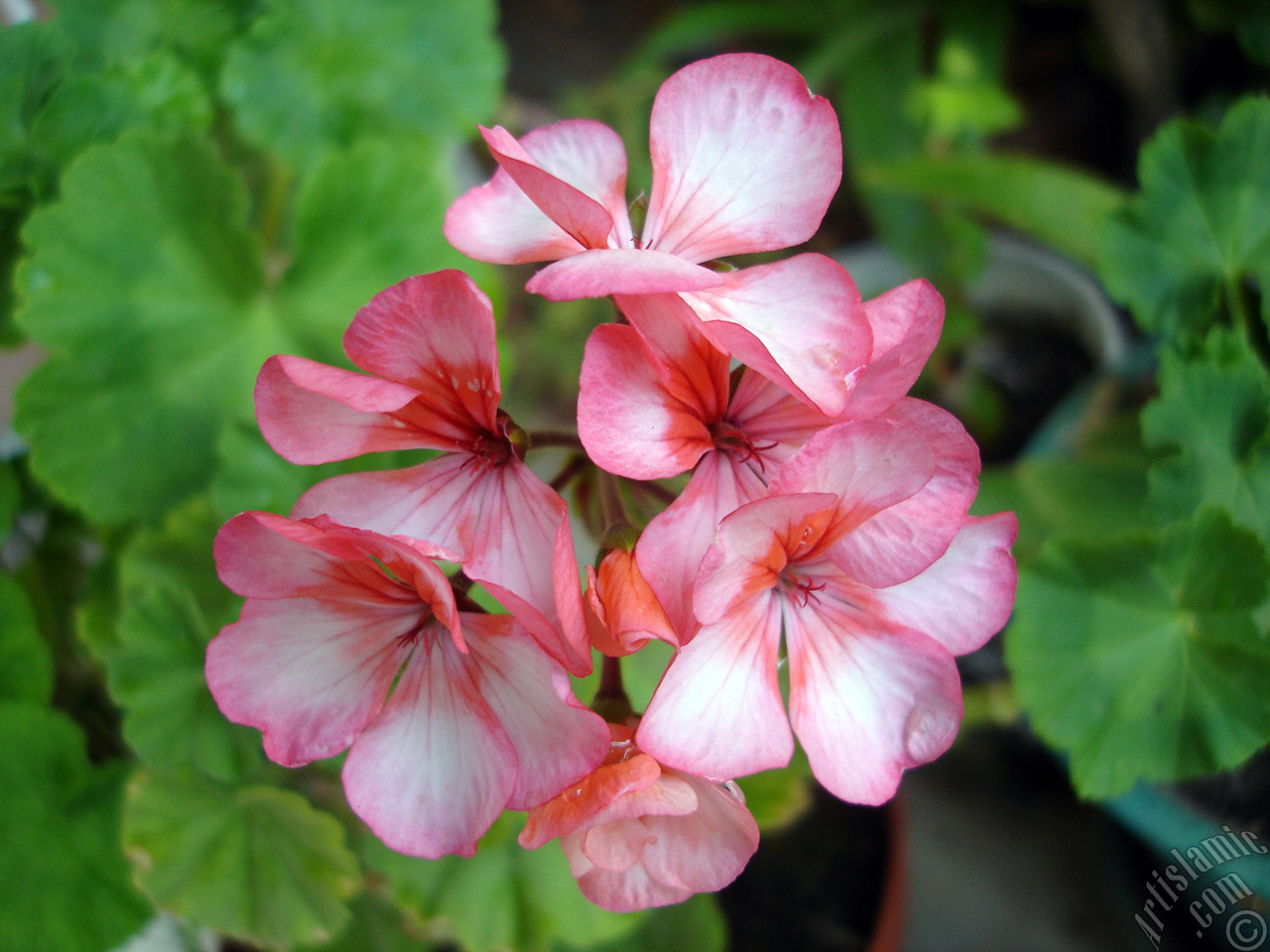 Pembe-k�m��z� sardunya �i�e�i resmi.
