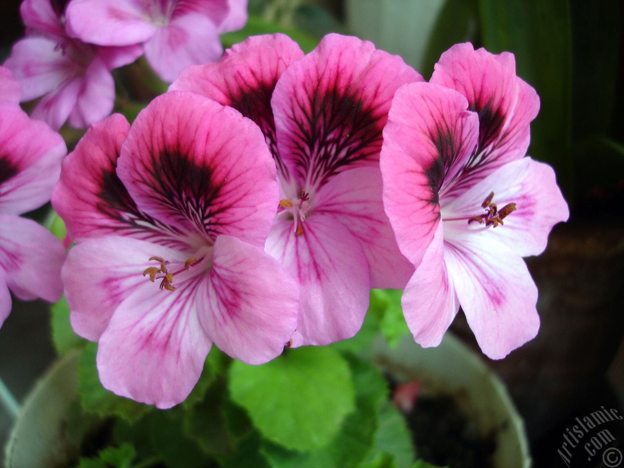 Koyu pembe alacal� sardunya �i�e�i resmi.
