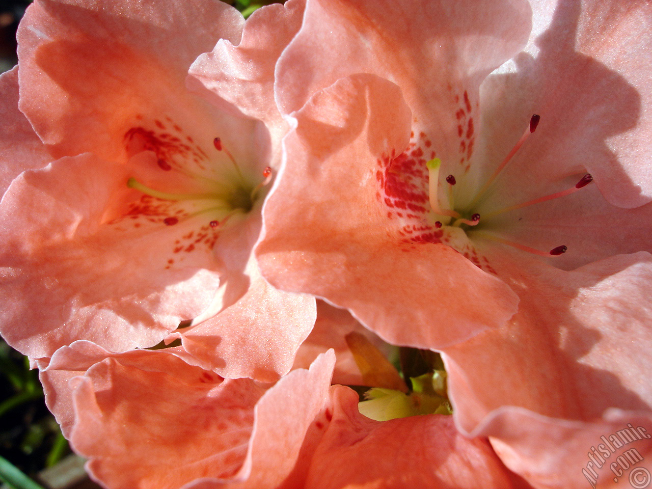 Pembe a�elya �i�e�i resmi.
