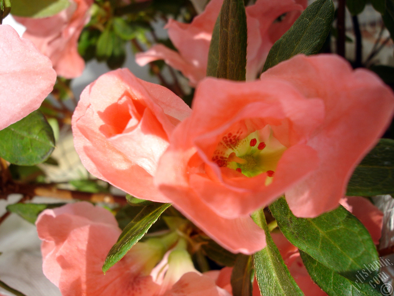Pembe a�elya �i�e�i resmi.

