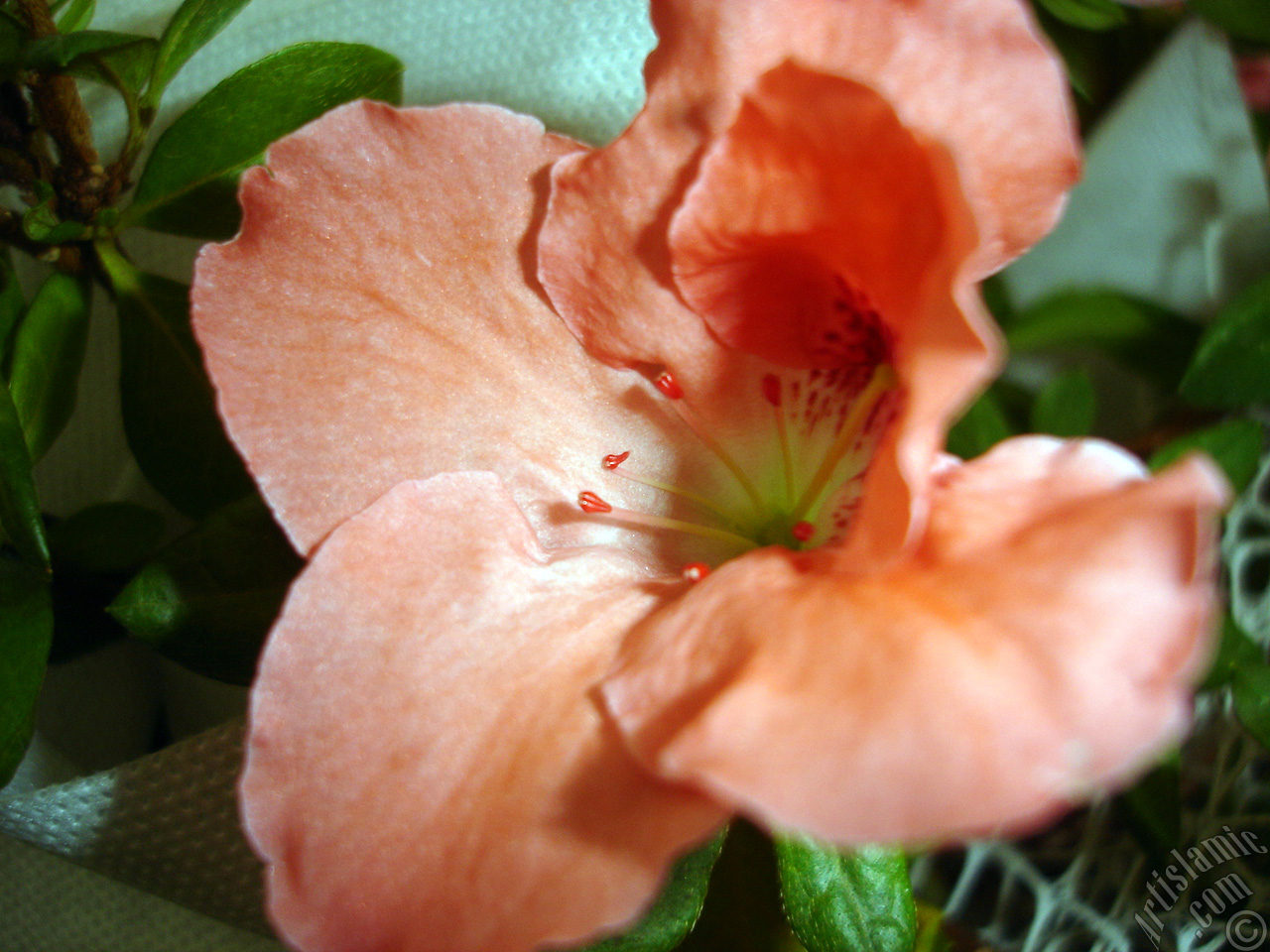 Pembe a�elya �i�e�i resmi.
